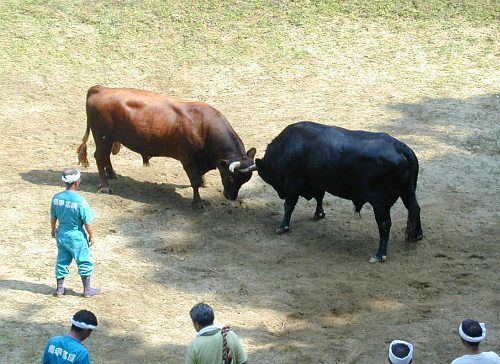 山古志村の闘牛