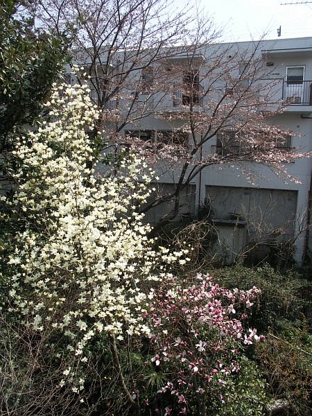 2005年4月3日の庭
