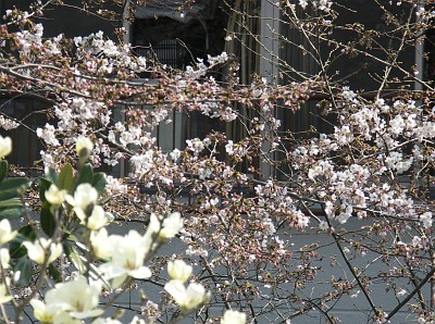 まだ２分咲きの桜