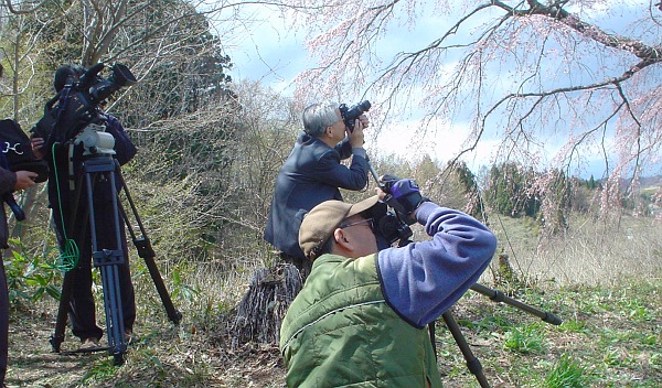 地蔵桜を狙うカメラマンたち